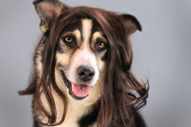 coiffure-SPERACEDES-min_dog-1776721